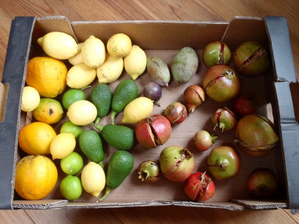 fruit box portugal