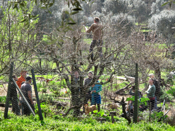 pruning workshop