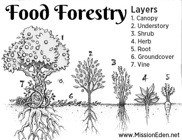 food forest graphic